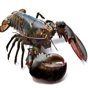 Kualitas Tinggi Penjualan Laris Harga Murah Harga LOBSTER Hidup Segar Harga Ekspor Lobster Lobster Hidup