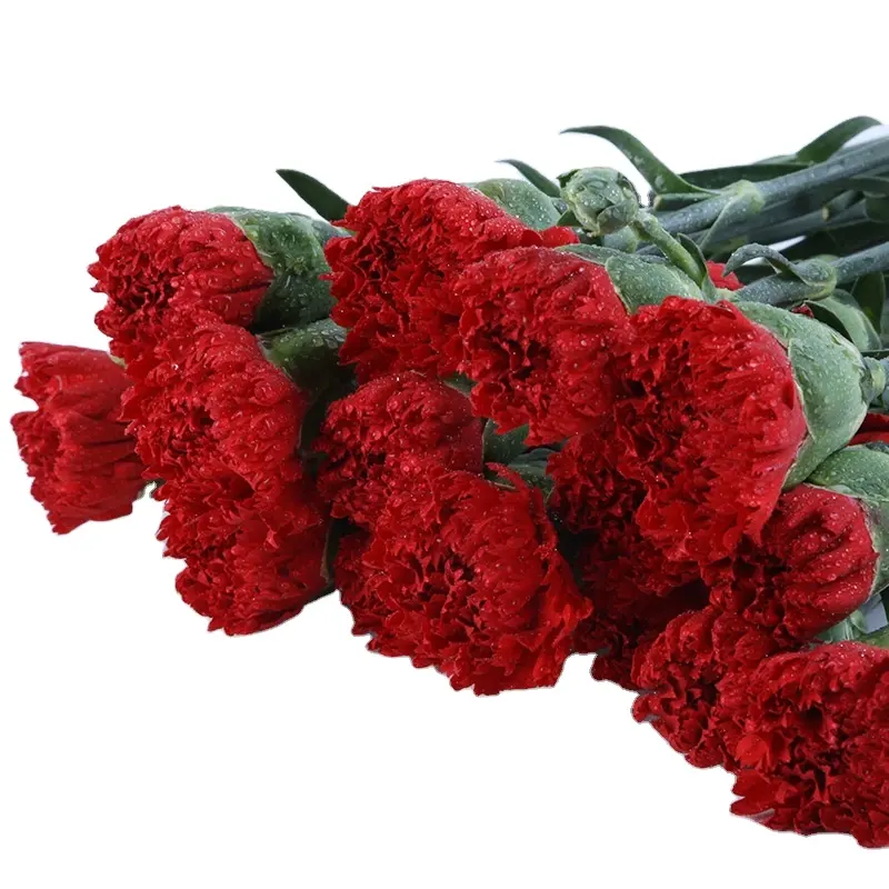 20pcs/pack Kunming Yunnan China Bulk Export Plant Carnation Fresh Cut Flower for Decoration