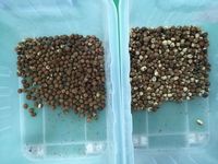 Wenyao Kleur Sorteermachine voor Noten Hazelnoot Kleur Sorteermachine Automatische Hoge Nauwkeurigheid Kikkererwten Kleur Sorteermachine Prijs