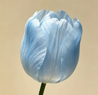 Fleurs en papier géantes en forme de tulipe de couleur personnalisée pour la décoration de la scène de mariage, des événements et des fêtes
