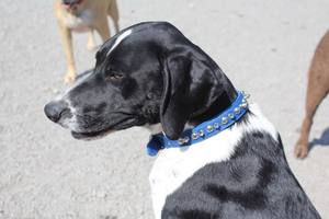 Ventas calientes 100% cuero genuino Signature Leather Studs & Spikes Dog Collar - Product Image 5