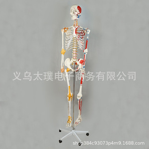Spécimens d'os humains personnalisés, modèles squelettiques de simulation pour l'enseignement médical, modèles de squelette humain de la ceinture pectorale en gros - Product Image 1