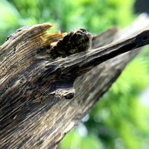Fourniture en gros <span class=keywords><strong>de</strong></span> <span class=keywords><strong>copeaux</strong></span> d'encens aromatique Oud naturel <span class=keywords><strong>de</strong></span> qualité supérieure, feuilles <span class=keywords><strong>de</strong></span> <span class=keywords><strong>bois</strong></span> d'agar pur pour des solutions <span class=keywords><strong>de</strong></span> parfum <span class=keywords><strong>de</strong></span> maison spécialisées - Product Image 2