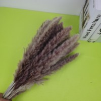 30 Tiges Blanc Séché Pampas Herbe Boho Vintage Mariage & Noël Décor Home Decor Cadeau Présent