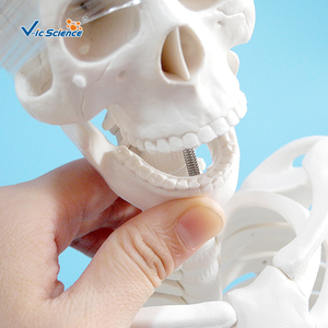 Modelo Anatómico de Órganos Humanos de PVC de 85 Centímetros para Ciencias Médicas, con Nervios y Discos Intervertebrales - Product Image 6