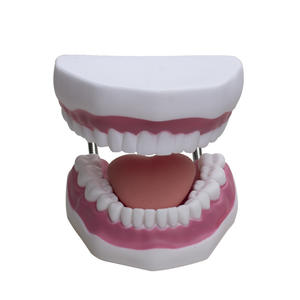 Modelo de Dientes con Aumento de 6x para Enseñanza de Odontología y Medicina, Fijación de Lengua, Restauración Dental, Jardín de Infancia - Product Image 2