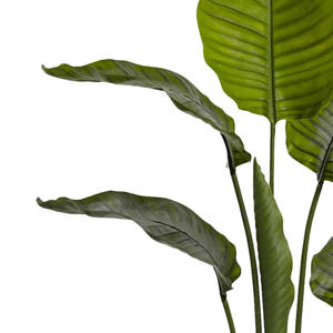 Verdure <span class=keywords><strong>exotique</strong></span> à grandes feuilles: <span class=keywords><strong>plante</strong></span> <span class=keywords><strong>d</strong></span>'<span class=keywords><strong>intérieur</strong></span> de qualité supérieure en pot noir - Product Image 3
