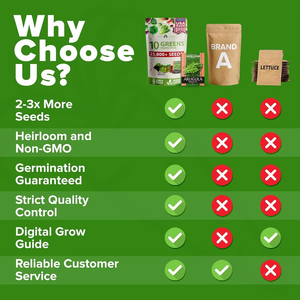 25,800 + cimelio di verdure Non ogm 95% la germinazione 10 varietà di burro di cavolo nero per piantatrici di vasi di fiori idroponici - Product Image 2