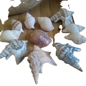 Decorazione variopinta del <span class=keywords><strong>mare</strong></span> dei magneti della decorazione domestica della spiaggia della conchiglia - Product Image 1