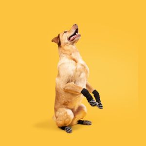 थोक फैशन पंजे पैटर्न विरोधी पर्ची कुत्ते सर्दियों के इनडोर गर्म पालतू मोजे - Product Image 5