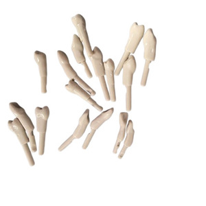แบบจำลองฟันเรซิ่น KaVo สำหรับฝึกปฏิบัติทางทันตกรรมและการเตรียมฟัน - Product Image 5