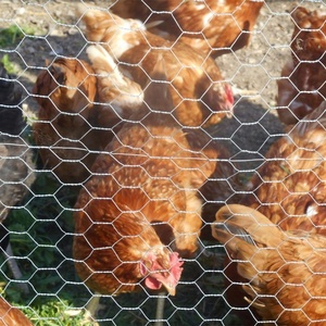 Hexagonal Chicken <b>Wire</b> <b>Mesh</b> Roll Low Carbon Iron <b>Wire</b> Netting for Poultry Cage Fence Garden Enclosure - Product Image 3