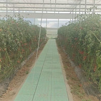 Serre en acier galvanisé à plusieurs travées avec film plastique PE pour la culture de tomates, concombres, poivrons et légumes