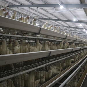 Concurrerende Prijs A-Vorm 160 Ei Kip Automatische Kooi-Uitrusting Nieuwe Staat Afrikaanse Pluimveebedrijf Kippenfokkerij - Product Image 1