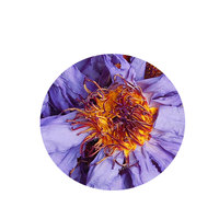 Fleur de lotus bleue séchée naturelle pure OEM, fleur de lotus bleue séchée chinoise, vente en gros, extrait de fleur de lotus bleue biologique en vrac