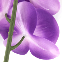 Simulation d'orchidées artificielles, pièces, plantes, bonsaï, pour décoration de maison, vente en gros