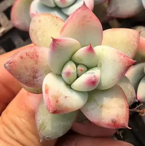 Bán buôn cây mọng nước echeveria 'talpalp'