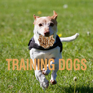 Cuerda giratoria de algodón <span class=keywords><strong>para</strong></span> limpieza de dientes, juguete ecológico <span class=keywords><strong>para</strong></span> <span class=keywords><strong>perros</strong></span> personalizable, cuerda interactiva, <span class=keywords><strong>juguetes</strong></span> <span class=keywords><strong>para</strong></span> mascotas - Product Image 3