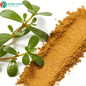 Herbspirit: Натуральный органический экстракт портулака (Purslane) 99% в порошке оптом от производителя - Product Image 2