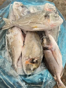 Orata di Mare Congelata, Pesce Orata di Mare da Allevamento - Product Image 5