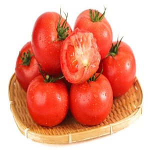 Extrait de Tomate Naturel en Poudre en Gros pour OEM, Extrait Végétal de Haute Qualité, Lycopène Hydrosoluble, Certifié ISO9001, Conditionnement en Fût - Product Image 4