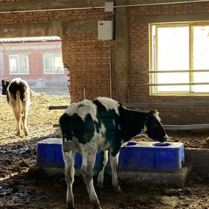 Chăn Nuôi Trang Trại Tự Động Nhựa Gia Súc Ngựa Nước Uống Bóng Xe Tăng 2 /4/6 Nổi Bóng Cách Nhiệt Nước Thông Qua - Product Image 4