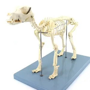 Biological model full body dog skeleton model spine model