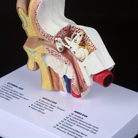 Modèle d'anatomie de l'oreille humaine, structure de l'oreille grandeur nature, outil pédagogique avec étiquettes en anglais pour l'apprentissage et l'enseignement auditif