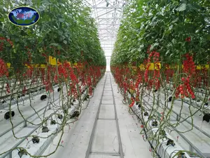 High Efficient Venlo Tempered Glass Greenhouse With Hydroponic Growing System