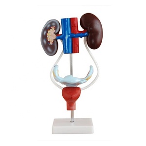 Female Urogenital System Model Urology Teaching Model - Product Image 1