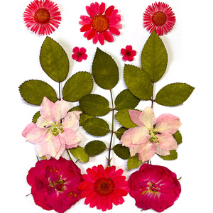 Vente en gros de fleurs et plantes pressées mélangées sèches pour l'artisanat en résine Art naturel vraies fleurs séchées - Product Image 2