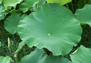 מפעל הסיטונאי חומר גלם בלוטוס עלה תמצית נוציפירוס אבקת פוליום - Product Image 2