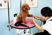 Station de toilettage ronde moderne pour animaux de compagnie, design élégant avec poteau en acier inoxydable pour le toilettage et les soins de base