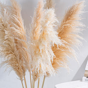 Hierba de <span class=keywords><strong>Pampas</strong></span> Seca, Pluma Grande Beige para Decoración Boho del Hogar, Arreglo Floral Seco Natural - Product Image 5
