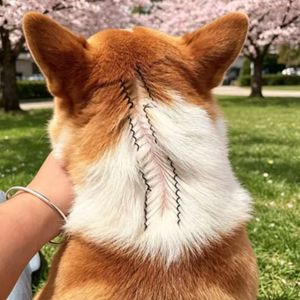 Pinces anti-puces et anti-tiques pour chats et chiens, outil de toilettage pour animaux de compagnie pour fixer le pelage pendant le traitement des parasites - Product Image 2