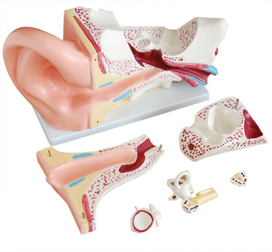 Modelo de Anatomía de PVC de oreja gigante para educación médica Nuevo estilo Órganos del <span class=keywords><strong>cuerpo</strong></span> <span class=keywords><strong>humano</strong></span> con 4 partes para entrenamiento y escuelas - Product Image 5