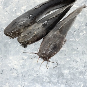 Spedizione Rapida di Pesce Gatto Congelato di Grandi Dimensioni IQF BQF 10KG, Taglia 500-1000g 1000-2000g, Pesce Gatto Intero Congelato per l'Africa - Product Image 2