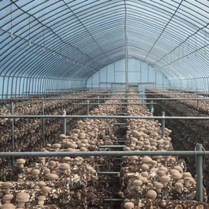 African Mushroom <b>Greenhouse</b> Commercial Mushroom Growing <b>Greenhouse</b> 10x30m | Humidity Control + Ventilation System - Product Image 4