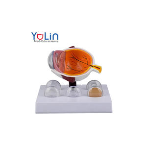 العلوم الطبية التعليمية نموذج أمراض العين البشرية نموذج الجلوكوما ، نموذج الساد نموذج تكبير العين ، للتجارب الطبية - Product Image 1