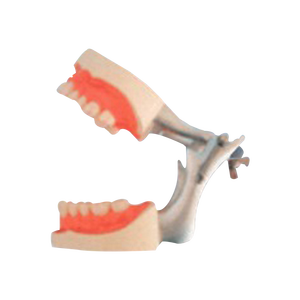 ADA L1015 Mannequin dentaire avec ocluseur et dispositif de mesure de force de morsure, fabriqué avec des matériaux de haute qualité, affichage réaliste, origine Shanghai - Product Image 1