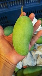 Rodajas de Mango Dulce Seco Premium de Vietnam |   Snacks de Mango Deshidratado Natural, Suaves y Masticables |   Sabor Intenso con Bajo Contenido de Azúcar 100g/200g - Product Image 2