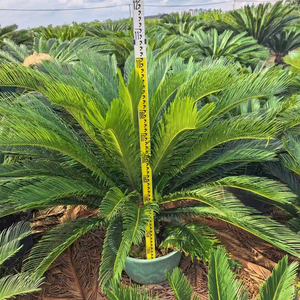 Palmera Sago de Primera Calidad para Decoración de Interiores, Palmeras Cycas Perennes, Bonsái, Plantas Ornamentales Vivas para Exteriores, Venta al por Mayor - Product Image 5