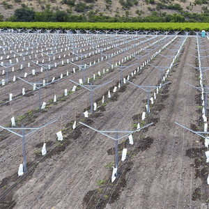 Langlebiges verzinktes Stahl-Metall-Trellis-System für Weinplantagen, Y-förmige offene Giebelpfosten, silberfarben, umweltfreundlich - Product Image 4