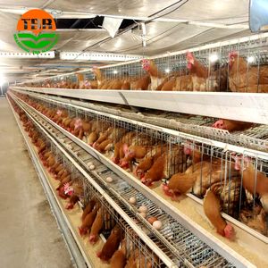 128/160 Vogels 4 Tiers Hoge Kwaliteit Laag Kippenkooi Met Automatische Voedingsapparatuur - Product Image 5