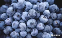 Buah Blueberry Lezat Harga Grosir IQF Blueberry Beku