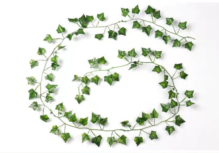 Sweet potato 81 leaves