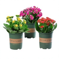 Tanaman Kalanchoe Golden Fox dalam Pot, Bunga Ganda, Bunga Besar, Kuncup Bunga - Mudah Tumbuh di Dalam Ruangan, Empat Musim, Tahan Radiasi