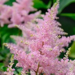 Poudre d'Astilbe <span class=keywords><strong>Chinensis</strong></span> de haute pureté complètement soluble dans l'eau Poudre d'extrait d'Astilbe <span class=keywords><strong>Chinensis</strong></span> Grande offre - Product Image 3