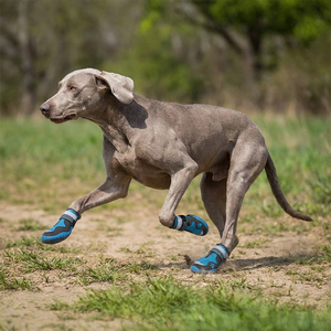 Chaussures <span class=keywords><strong>pour</strong></span> <span class=keywords><strong>chien</strong></span> de luxe, solides, respirantes, en maille, antidérapantes, réfléchissantes, <span class=keywords><strong>pour</strong></span> toutes les saisons, chaussures de loisirs <span class=keywords><strong>pour</strong></span> animaux de compagnie - Product Image 4