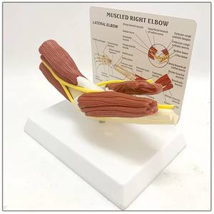 Modello Anatomico di Scheletro Umano a Grandezza Naturale in PVC con Articolazione del Gomito per Insegnamento Medico - Product Image 2